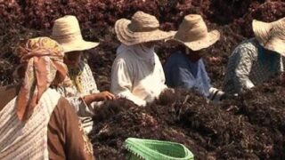 رفع سقف التدابير الاحترازية مع انطلاق موسم جني الطحالب باقليم الجديدة