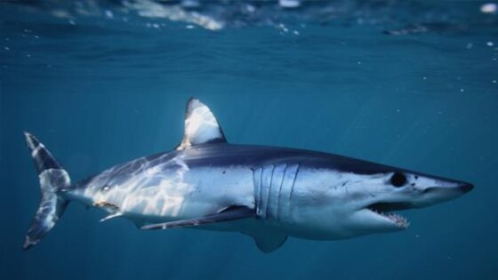 كاميرات بحرية تظهر تراجعا “مقلقا” لعدد أسماك القرش عبر العالم