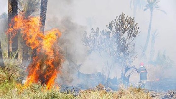 جهود متواصلة للسيطرة على حريق بغابة حوز الملاليين بعمالة المضيق-الفنيدق