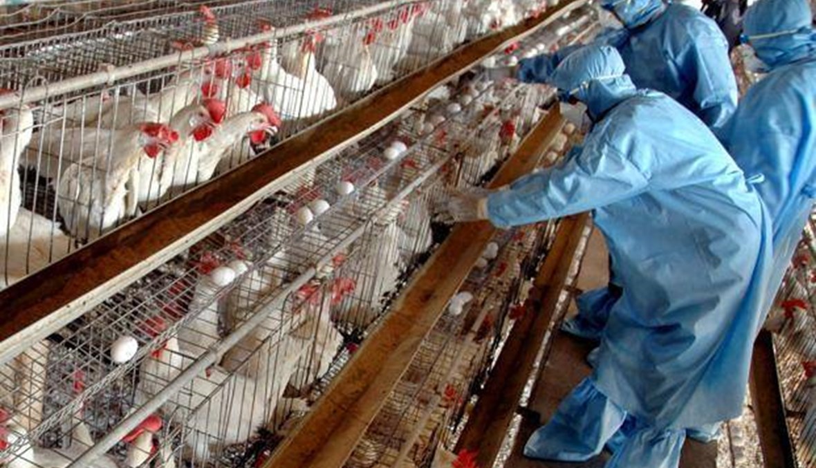 موريتانيا تحظر استيراد الدواجن من الجزائر بسبب إنفلونزا الطيور