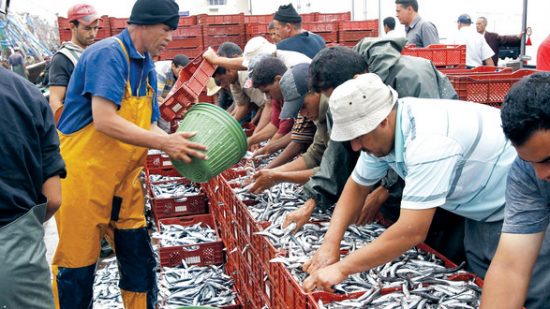 الصيد البحري.. ارتفاع قيمة المنتجات المسوقة