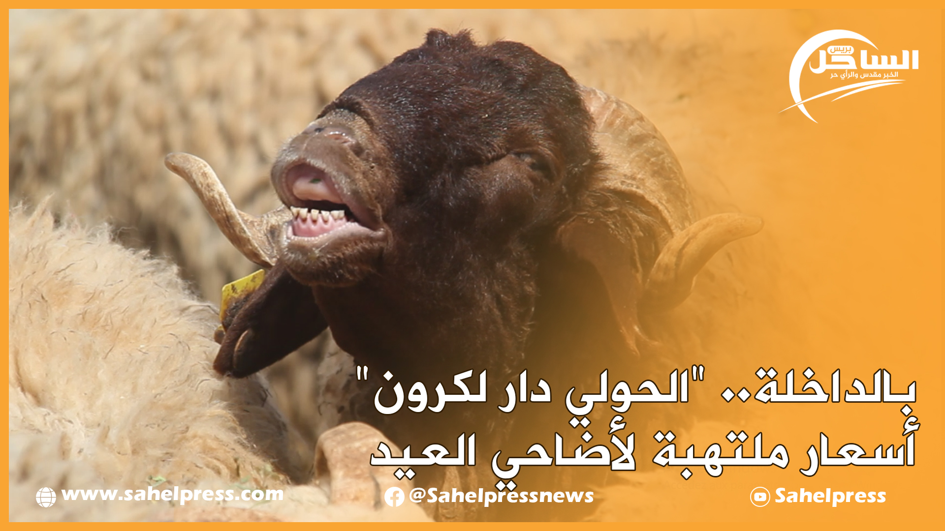 بالداخلة.. “الحولي دار لكرون” أسعار ملتهبة لأضاحي العيد