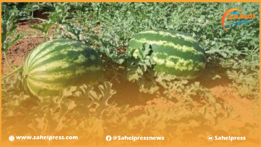 هل من الضروري زراعة البطيخ الأحمر في الوقت الذي تعاني فيه بعض الدواوير شحا في الماء الشروب ؟