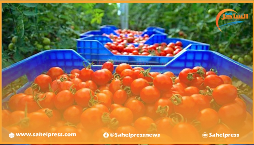 هل تنعكس صادرات الطماطم نحو أروبا على واقع المواطن بجهة الداخلة وادي الذهب ؟