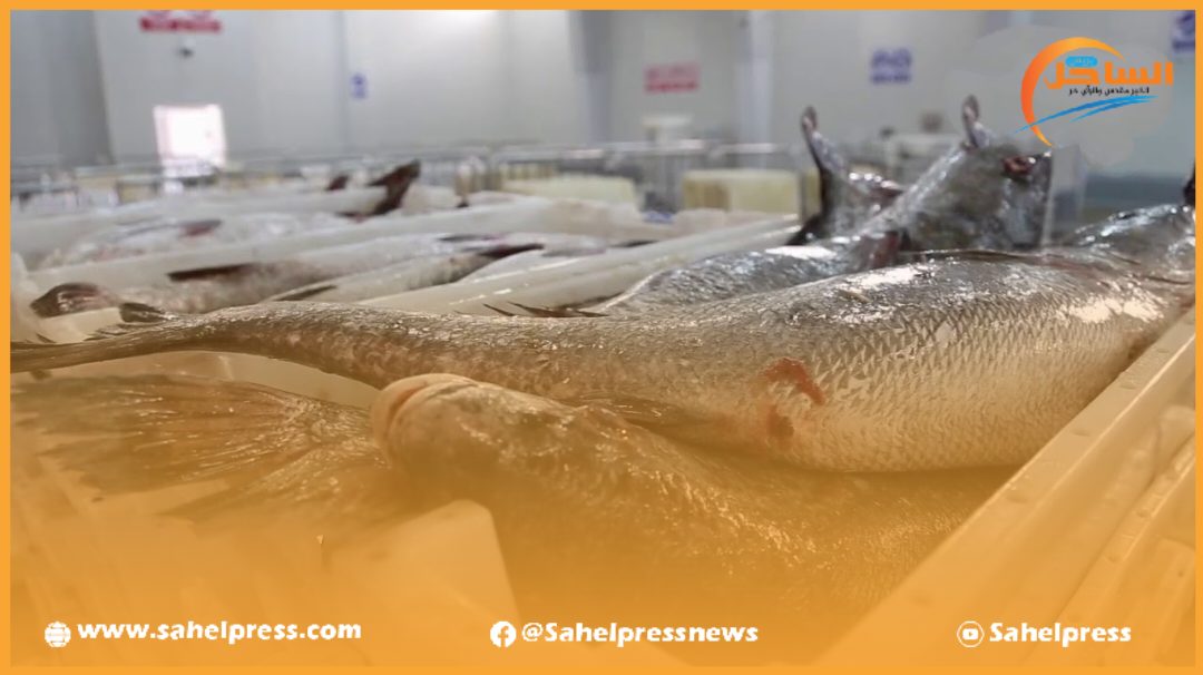 أسعار سمك الكوربين ملتهبة رغم وفرتها بأثمنة لم تتجاوز 30 درهم بسوق الجملة بميناء الداخلة (فيديو)