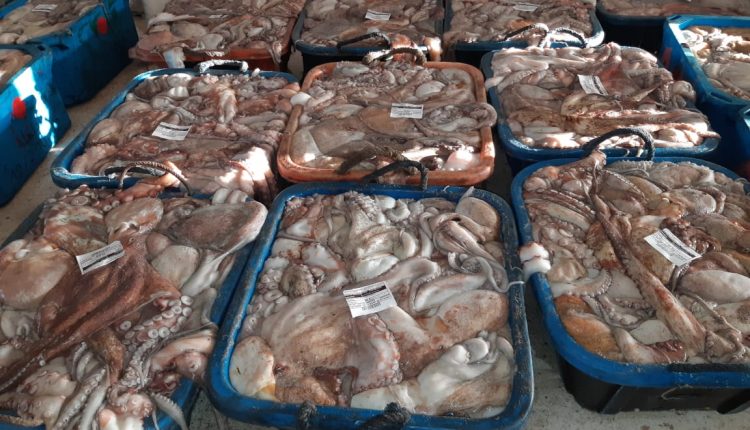 رسميا.. وزارة الصيد البحري تحدد كمية الأخطبوط المسموح بصيدها خلال فترة الموسم الشتوي (المقرر الوزاري)