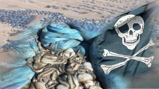 هل سيتم تشكيل لجنة برلمانية للتحقيق في تجارة تهريب الأخطبوط بعد ظهور مقاطع فيديو للمهرب المثالي ؟