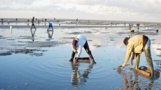 منع جمع وتسويق الصدفيات بمنطقتين بحريتين تابعتين لأكادير