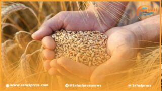 إنخفاض أسعار القمح في الأسواق العالمية لأدنى مستوى منذ سبتمبر 2021