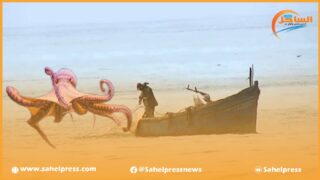 نقاش الأخطبوط يعود الى الواجهة واتهامات موجهة إلى الوزارة الوصية بتدمير الثروة السمكية