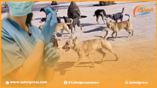 الداخلة .. كلاب ضالة تهاجم ممرضة وتتسبب لها في تجلط على مستوى الدماغ