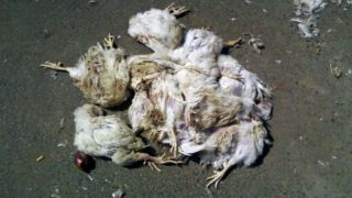 بسعر 10 دراهم يتم بيع دواجن نافقة لمطاعم الوجبات السريعة بالدار البيضاء(فيديو)