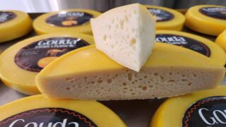 قريبا بأسواق الداخلة أول منتج مستخرج من حليب الإبل “جبن الإبل”