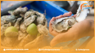 رفع الحظر عن جمع وتسويق الصدفيات بمنطقة “العركوب الجديد”