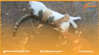 تطوان .. ادانة شخص بثلاثة أشهر على إثر قتله لقطة أليفة !