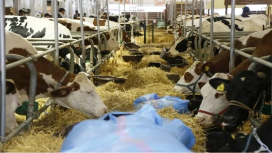 الحكومة تستورد 200 الف رأس من البقر لسد الخصاص المهول في قطاع اللحوم