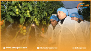 مشكل تزويد السوق الداخلي بالطماطم في الوقت الذي يتم تصديرها يجر وزير الفلاحة للمساءلة