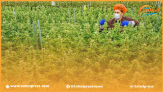 الوكالة الوطنية لتقنين القنب الهندي تمنح ترخيصا جديدا لممارسة المهن المتعلقة بالقنب الهندي