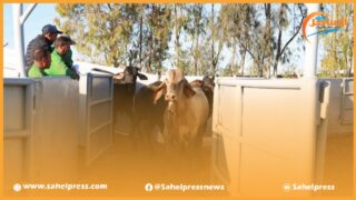 إنتقادات ترافق وصول قطعان البقر المستوردة من البرازيل والموجهة للذبح