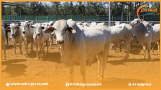 رابطة حقوقية تدخل على خط الأبقار البرازيلية المستوردة وخطرها المحتمل على الصحة العامة