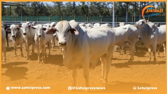 رابطة حقوقية تدخل على خط الأبقار البرازيلية المستوردة وخطرها المحتمل على الصحة العامة