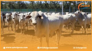 في مشهد غريب .. جاموس برازيلي يتجول وسط شوارع العاصمة الرباط