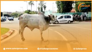 النيابة العامة تفتح تحقيقا لمعرفة سبب السماح لجاموسين برازيليين بالتجول لساعات طوال بالعاصمة الرباط