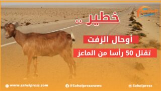 أوحال الزفت تتسبب في موت 50 رأسا من الغنم .. ووزارة التجهيز في قفص الإتهام ؟