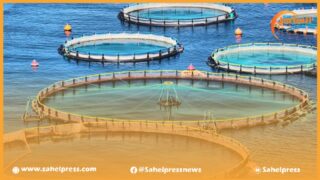 أربع شركات إسرائيلية تتجه للإستثمار مجال تكنولوجيات الأغذية في الصحراء المغربية