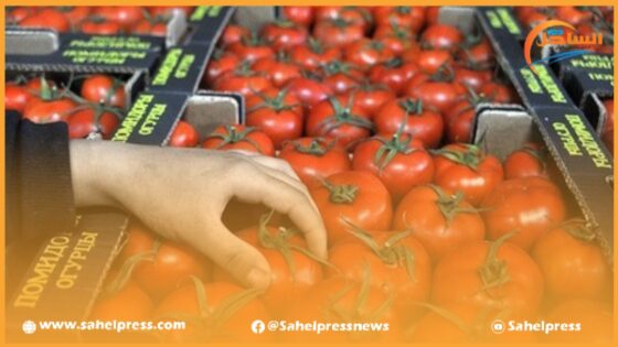 صادرات الطماطم تضع المغرب في المرتبة الثالثة عالميا