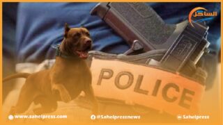 الخميسات .. إشهار السلاح لتوقيف شخص من ذوي السوابق القضائية هاجم أمنيين بكلبين شرسين