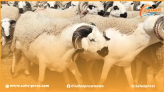 العدالة والتنمية يطالب الحكومة بضرورة العمل على ضمان جودة الأضاحي وتوفيرها بأثمنة في متناول المغاربة