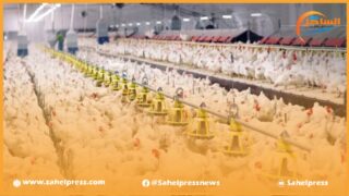 الدجاج الذي بلغ مستويات قياسية رغم إجراءات الإعفاء الضريبي على الأعلاف المركبة