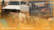 محكمة الإستئناف بالعيون تصدر أحكاما قضائية تصل إلى 73 سنة على عصابة سارقي الإبل