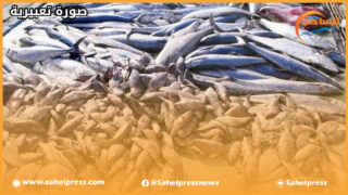 بعد ضبط أسماك جامدة فاسدة موجهة للمغرب..مرصد حماية المستهلك يحذر من الإضرار بصحة المواطن