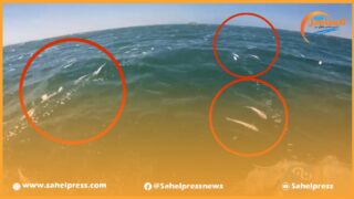 الداخلة .. نفوق أسماك صغيرة بالنقطة الكيلومترية 25 تطرح علامة إستفهام كبيرة ؟