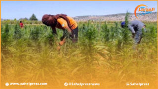 يرتقب أن تطلق وزارة الداخلية منصة رقمية لتتبع ومراقبة نشاط مزارعي القنب الهندي