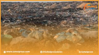 الداخلة .. مواشي ترعى في مطرح للنفايات والجهات المعنية خارج التغطية ؟