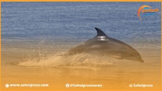 صادم ..نفوق دلافين بإحدى شواطئ مدينة الداخلة يثير زوبعة جدل كبيرة ؟