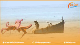 رسميا .. توقف نشاط صيد الأخطبوط إلى غاية 9 يوليوز 2023