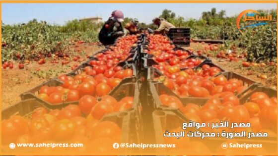 لأول مرة خلال 10 سنوات الأخيرة الصادرات المغربية من الطماطم تتجاوز نظيرتها الإسبانية