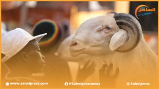 هل تسمح وزارة الفلاحة إستثنائيا لمهنيي الجهات الجنوبية والمستوردين بجلب قطعان الأغنام من موريتانيا ؟