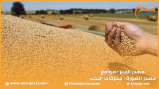 مخزون القمح اللين يتراجع .. في ظل عدم وضوح الرؤية حول كيفية تدخل الحكومة لدعم المستوردين