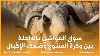 سوق المواشي بالداخلة بين وفرة المنتوج وضعف الإقبال