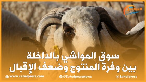 سوق المواشي بالداخلة بين وفرة المنتوج وضعف الإقبال