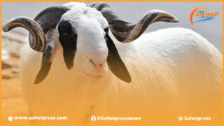 الدرك الملكي يفكك شبكة متخصصة في تسمين الخراف