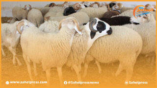 عادة تتكرر كل عيد أضحى .. فهل تتدخل الجهات المعنية لوضع حد لها ؟