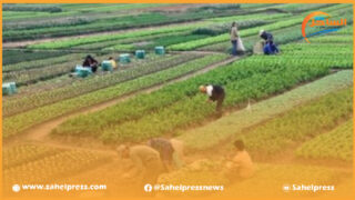 إشكالية مدى الاستجابة للطلب الداخلي من المواد الأساسية تدعو إلى مراجعة السياسة الفلاحية بالمغرب