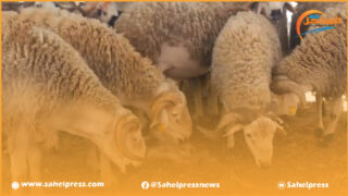 ماذا ننتظر بجهة الداخلة وادي الذهب في ظل التوقعات بالارتفاع الصاروخي في أضاحي العيد ؟