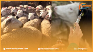 حجز مئات المواشي لمنع تسويقها في عيد الأضحى بسبب تسمينها بطرق غير مشروعة